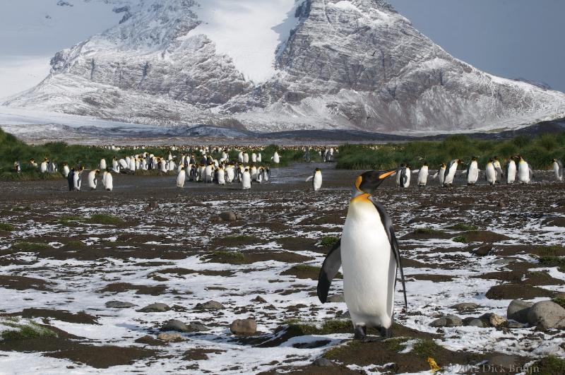 2012-04-09_13-15-49.jpg - King Penguin, Salisbury Plain, South Georgia