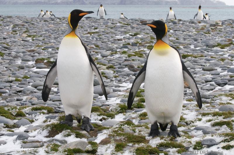 2012-04-09_13-45-45.jpg - King Penguin, Salisbury Plain, South Georgia