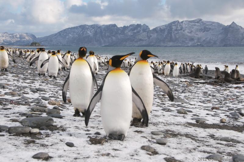 2012-04-09_13-46-29.jpg - King Penguin, Salisbury Plain, South Georgia