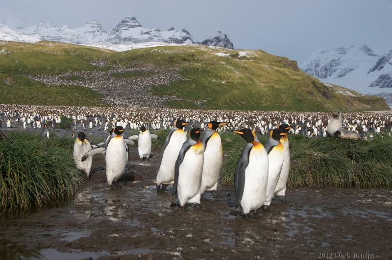 2012-04-09_14-18-30.jpg - King Penguin, Salisbury Plain, South Georgia