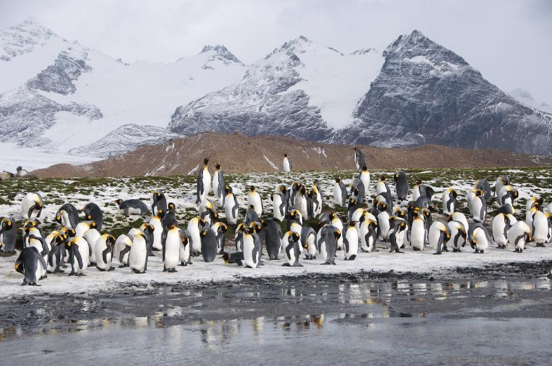 2012-04-09_15-00-20.jpg - King Penguin, Salisbury Plain, South Georgia