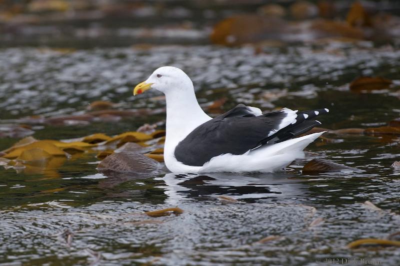 2012-04-09_18-16-35.jpg - Kelp Gull, Prion Island