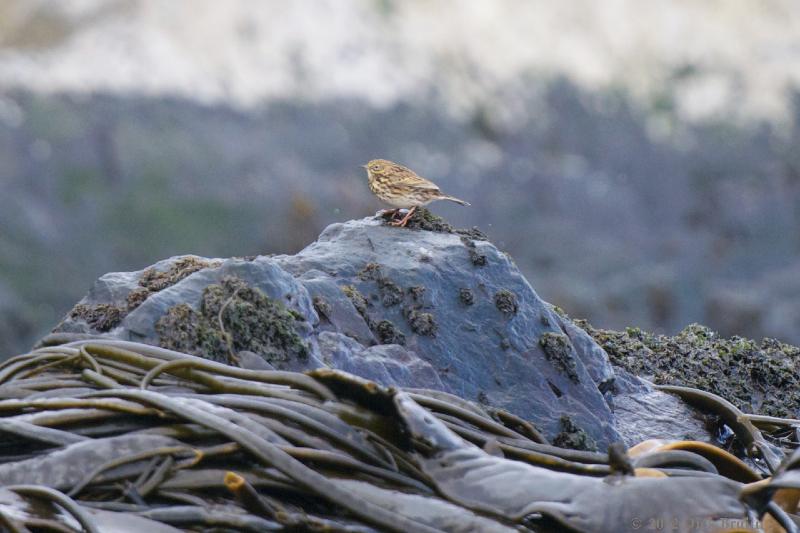 2012-04-09_18-17-36.jpg - South Georgia Pipit, Prion Island