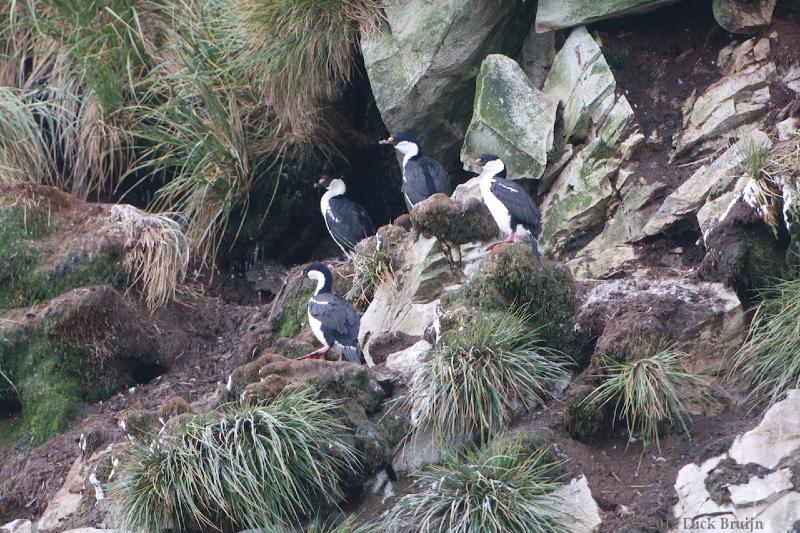 2012-04-09_18-17-52.jpg - South Georgia Shag, Prion Island