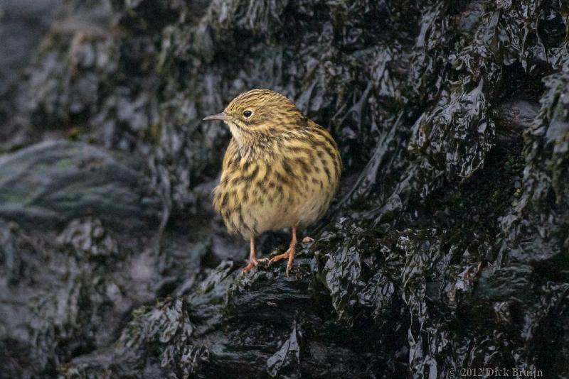 2012-04-09_18-41-59.jpg - South Georgia Pipit, Prion Island