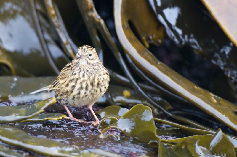 2012-04-09_18-51-12.jpg - South Georgia Pipit, Prion Island