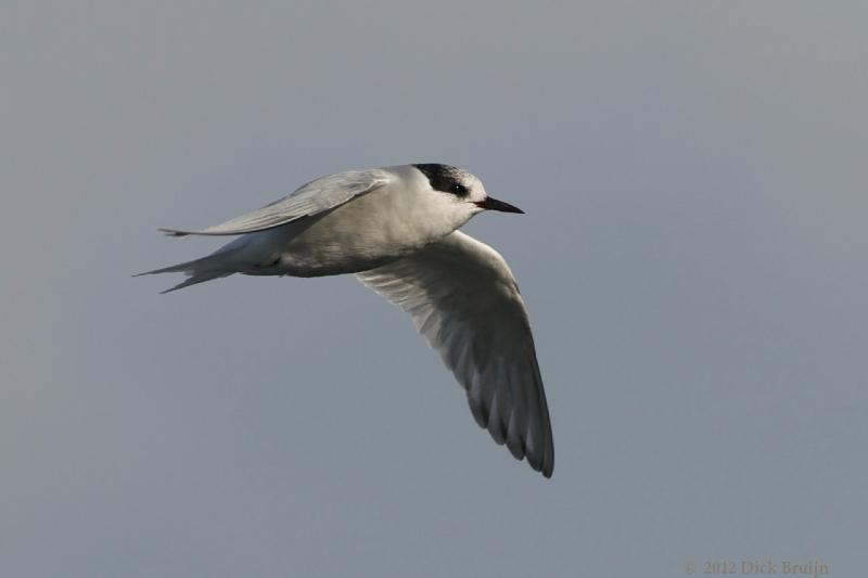 2012-04-09_19-00-53.jpg - Antarctic Tern, Prion Island