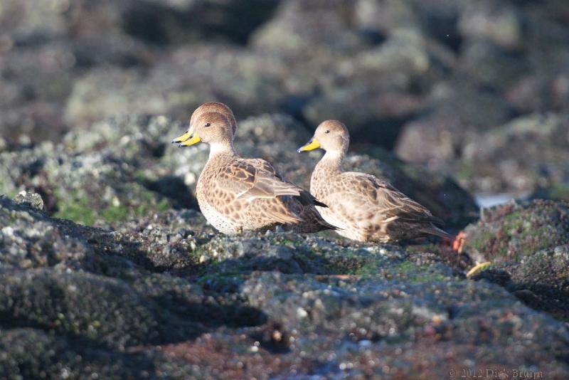 2012-04-09_19-03-20.jpg - Yellow-billed Pintail, Prion Island