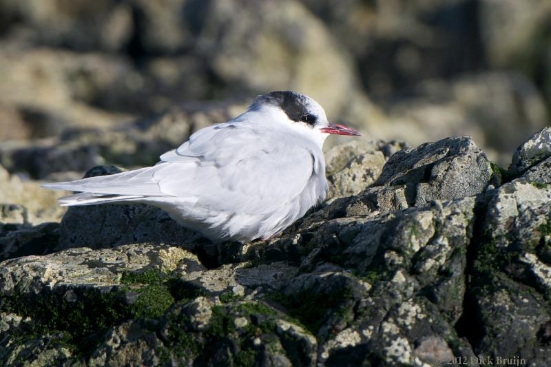 2012-04-09_19-03-39.jpg - Antarctic Tern, Prion Island