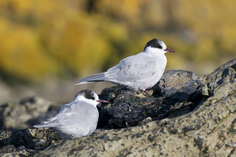 2012-04-09_19-03-47.jpg - Antarctic Tern, Prion Island