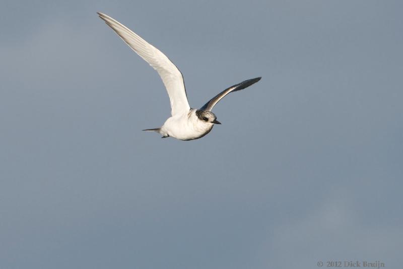 2012-04-09_19-04-33.jpg - Antarctic Tern, Prion Island