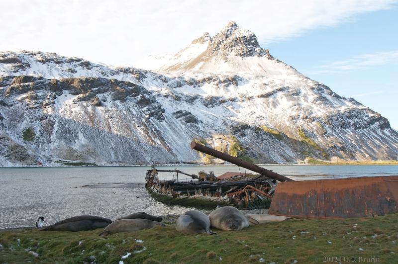 2012-04-11_19-27-49.jpg - Elephant Seal,  Grytviken, South Georgia