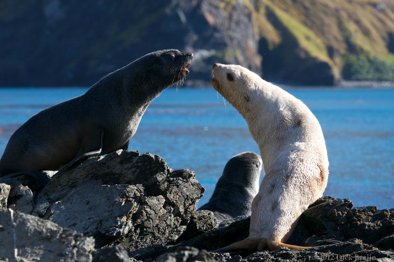 2012-04-13_15-44-08.jpg - Antarctic Fur Seal, Maiviken, South Georgia