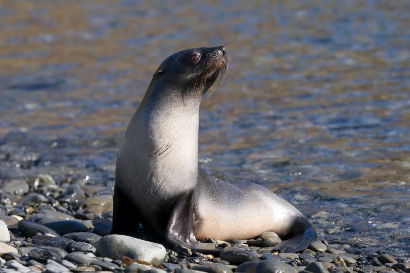 2012-04-13_16-03-47.jpg - Antarctic Fur Seal, Maiviken, South Georgia