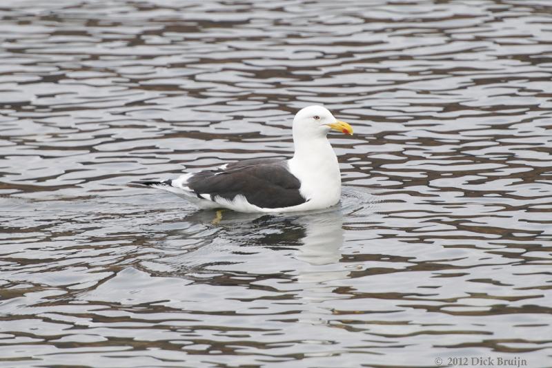 2012-04-15_13-36-28.jpg - Kelp Gull, Grytviken, South Georgia