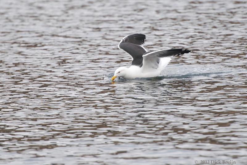 2012-04-15_13-37-09.jpg - Kelp Gull, Grytviken, South Georgia