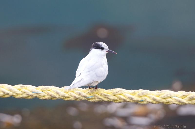 2012-04-15_14-31-38.jpg - Antarctic Tern, Grytviken, South Georgia