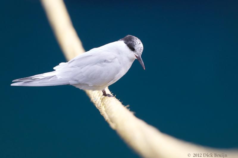 2012-04-15_14-32-03.jpg - Antarctic Tern, Grytviken, South Georgia