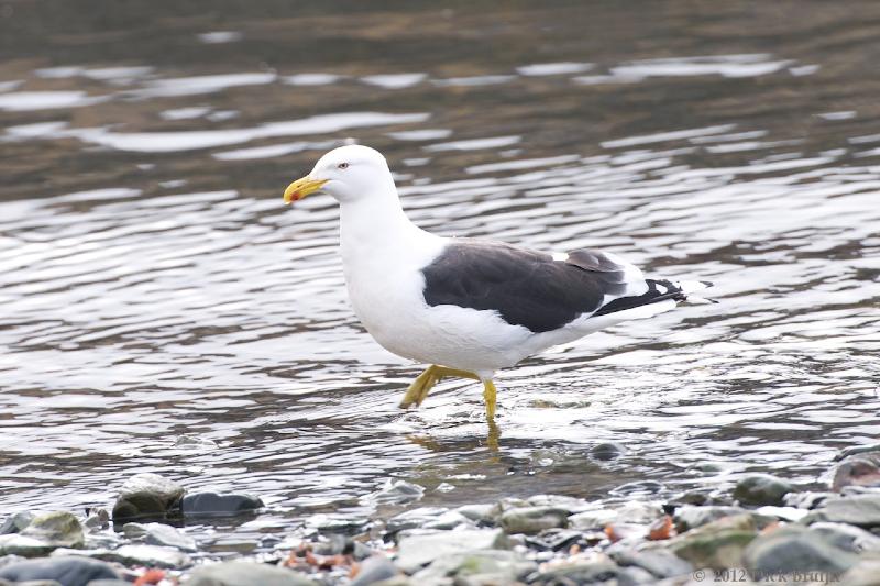 2012-04-15_15-00-01.jpg - Kelp Gull, Grytviken, South Georgia