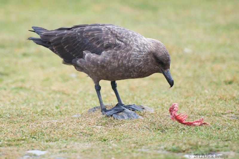 2012-04-15_15-41-43.jpg - South Polar Skua, Grytviken, South Georgia