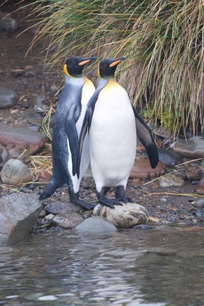 2012-04-15_18-54-36.jpg - King Penguin, Penguin River, Grytviken, South Georgia