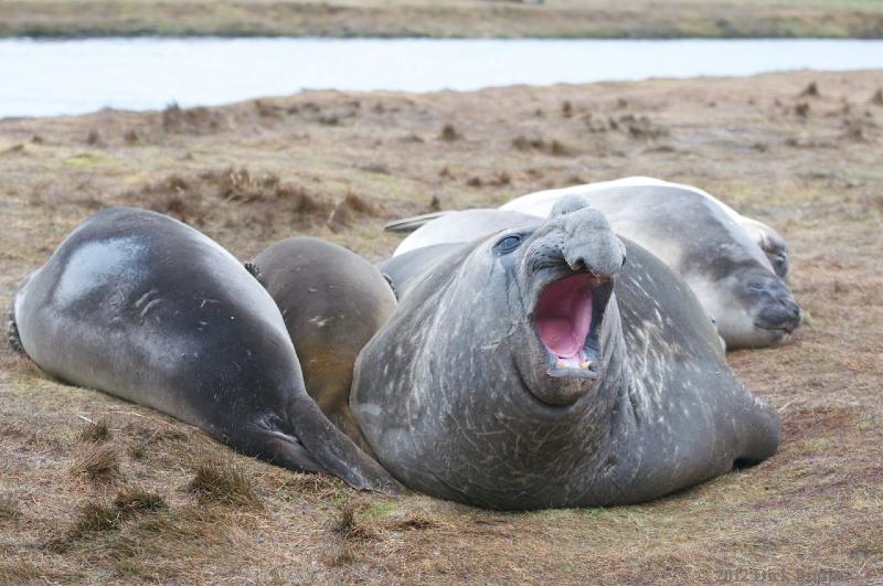 2012-04-15_19-24-03.jpg - Southern Elephant Seal,  Penguin River, Grytviken, South Georgia