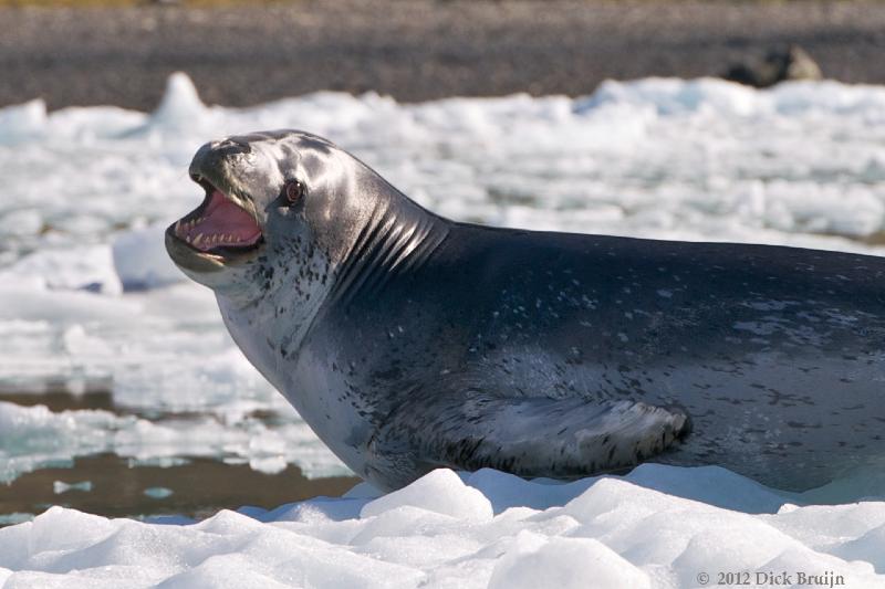 2012-04-16_15-50-01.jpg - Leopard Seal,  Moraine Fjord, South Georgia