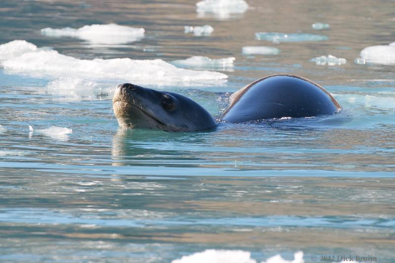 2012-04-16_16-02-27.jpg - Leopard Seal,  Moraine Fjord, South Georgia