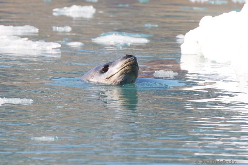 2012-04-16_16-02-42.jpg - Leopard Seal,  Moraine Fjord, South Georgia