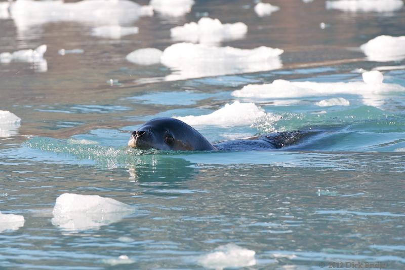 2012-04-16_16-03-15.jpg - Leopard Seal,  Moraine Fjord, South Georgia