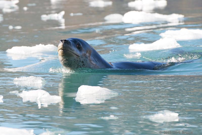 2012-04-16_16-03-16.jpg - Leopard Seal,  Moraine Fjord, South Georgia