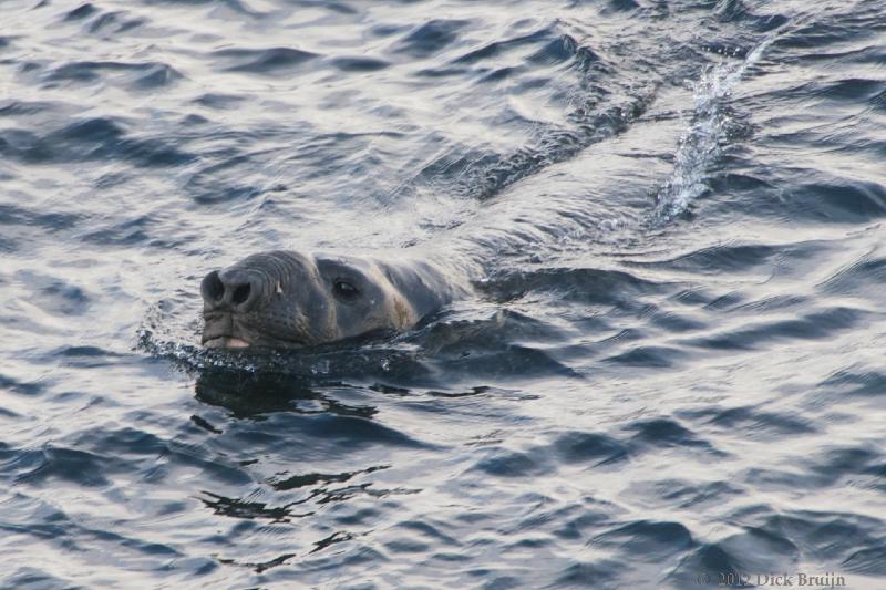 2012-04-18_13-01-41.jpg - Elephant Seal,  Grytviken, South Georgia