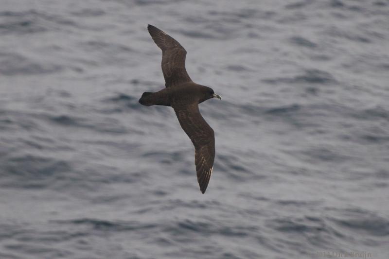 2012-04-19_18-25-25.jpg - White-chinned Petrel  , Scotia Sea