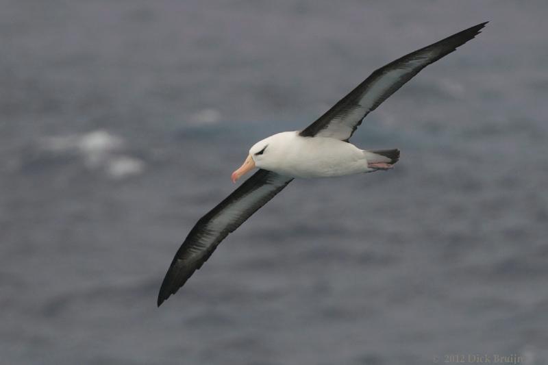 2012-04-20_16-18-48.jpg - Black-browed Albatross  , Scotia Sea