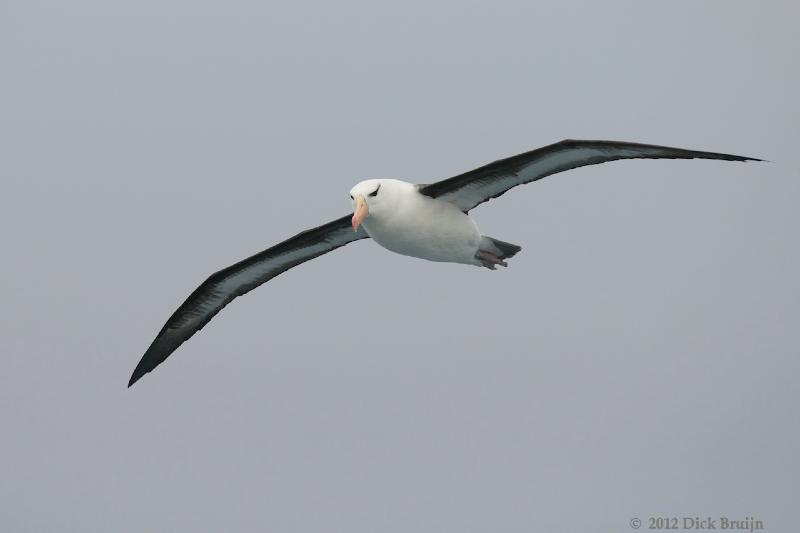 2012-04-20_16-20-27.jpg - Black-browed Albatross  , Scotia Sea