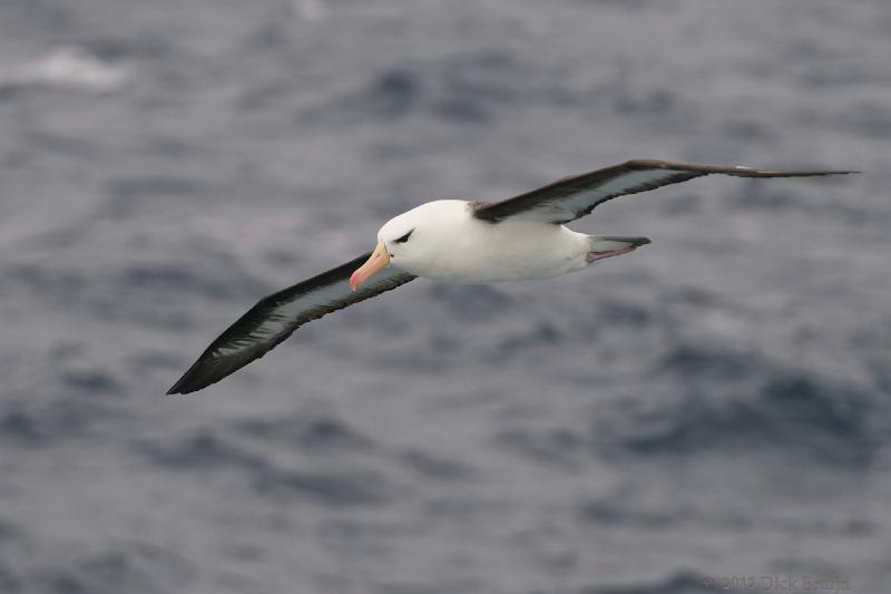 2012-04-20_16-20-51.jpg - Black-browed Albatross  , Scotia Sea