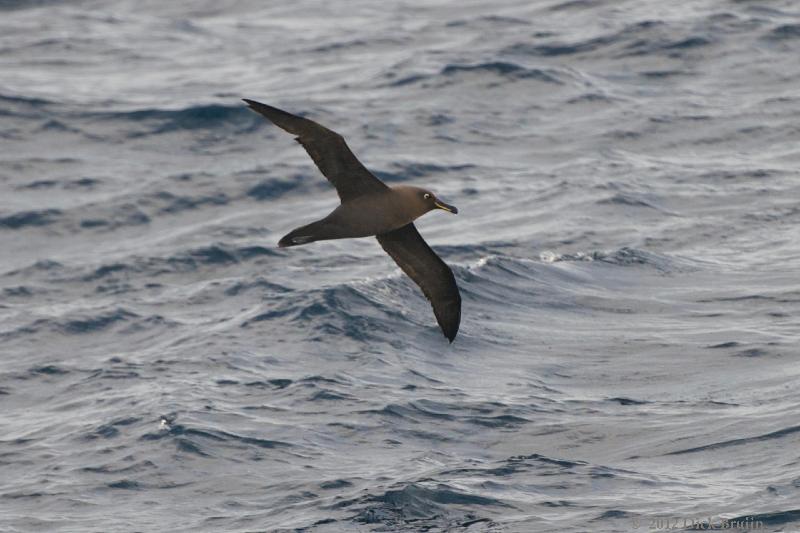 2012-04-20_20-18-50.jpg - Sooty Albatross  , Scotia Sea