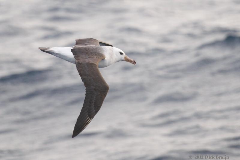 2012-04-20_20-21-56.jpg - Black-browed Albatross  , Scotia Sea