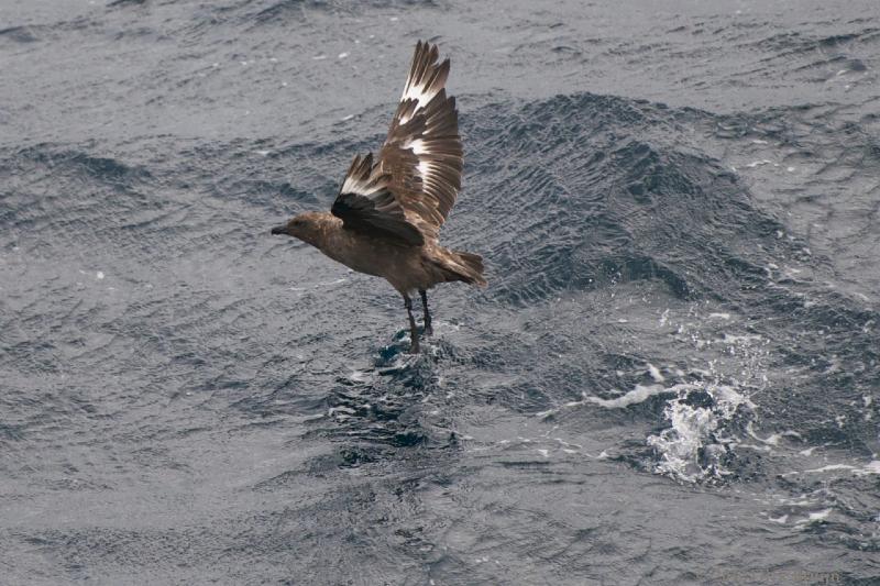 2012-04-21_16-07-59.jpg - Brown Skua  , Scotia Sea