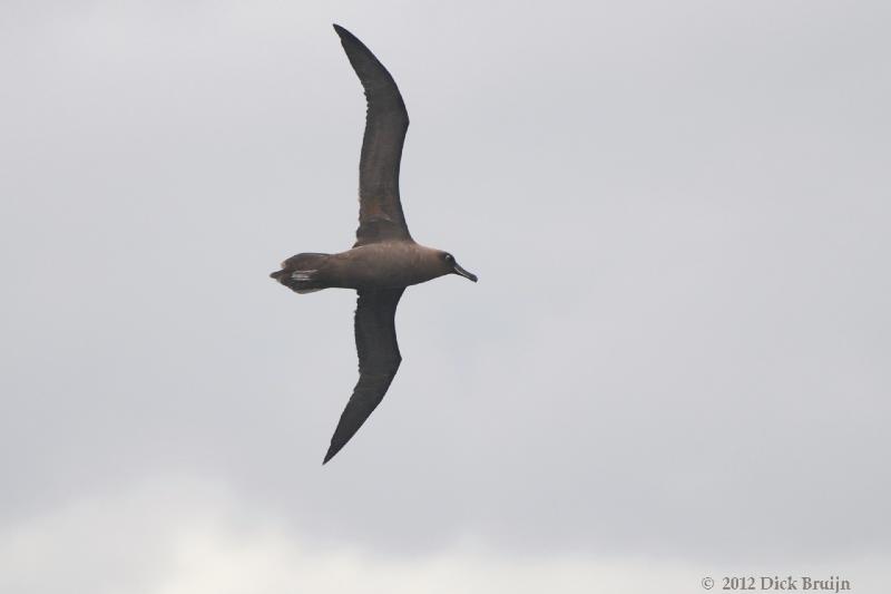 2012-04-21_16-18-33.jpg - Sooty Albatross  , Scotia Sea