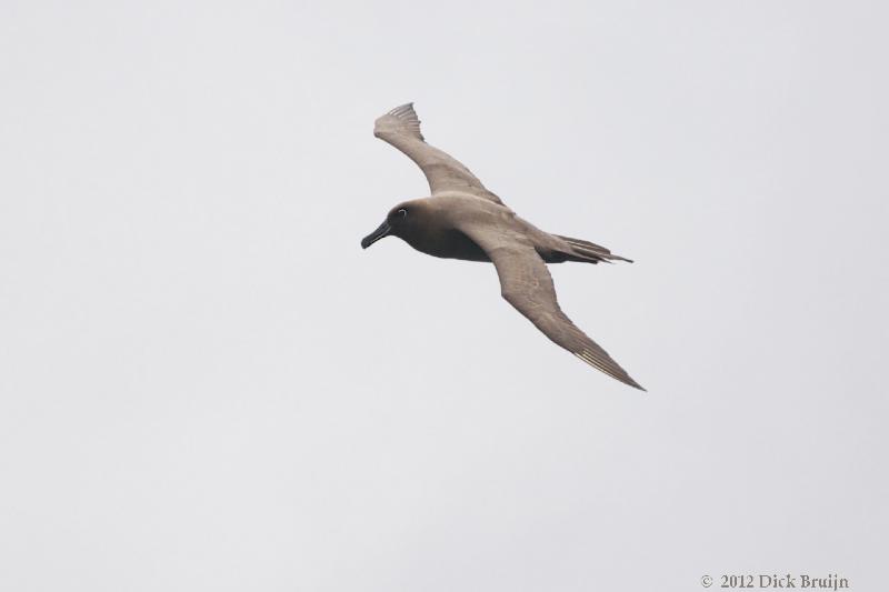 2012-04-21_16-30-40.jpg - Sooty Albatross  , Scotia Sea