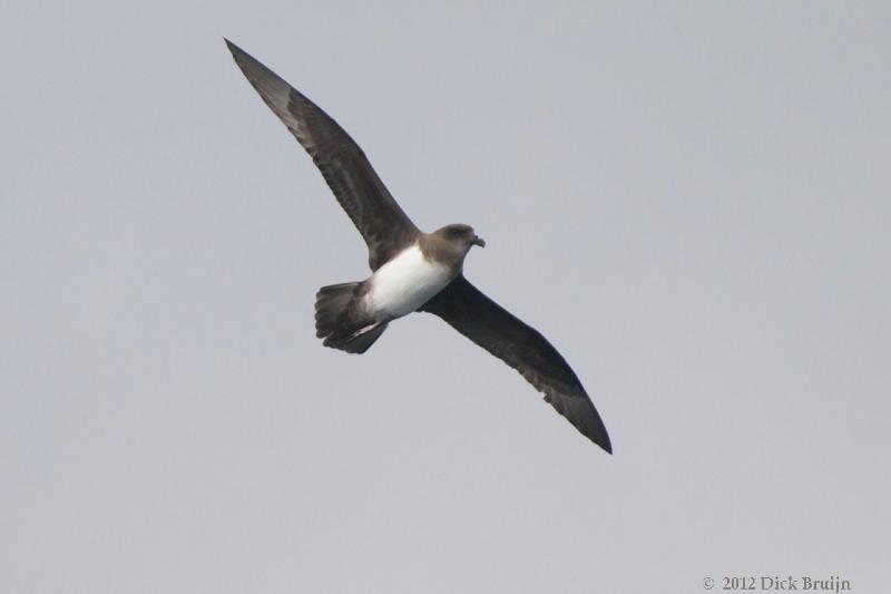 2012-04-21_18-21-56.jpg - Atlantic Petrel  , Scotia Sea