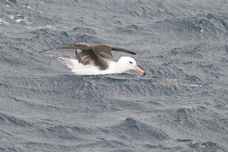 2012-04-21_18-23-51.jpg - Black-browed Albatross  , Scotia Sea