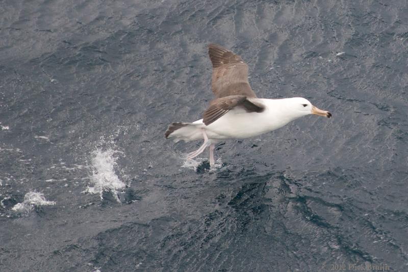 2012-04-21_18-23-55.jpg - Black-browed Albatross  , Scotia Sea