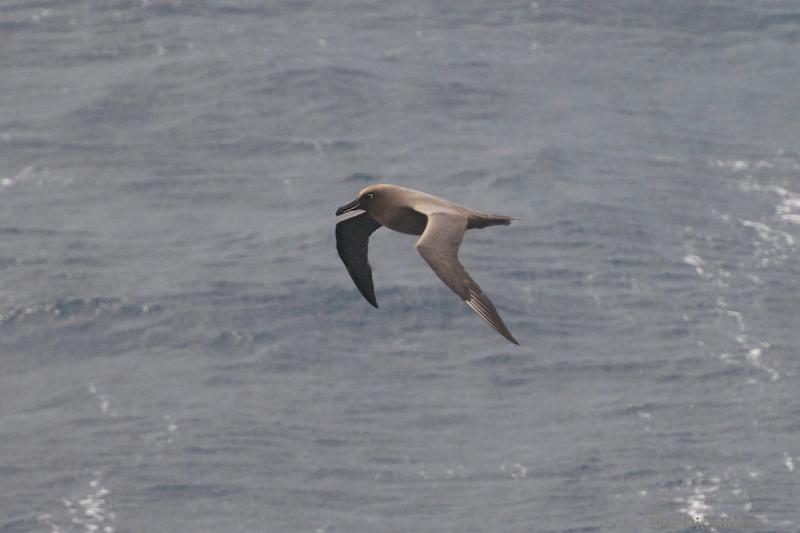 2012-04-21_18-29-30.jpg - Sooty Albatross  , Scotia Sea