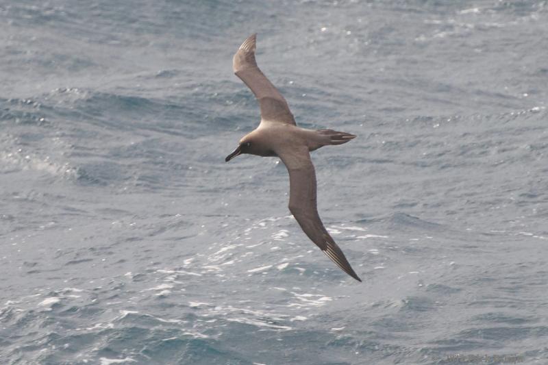 2012-04-21_18-29-31.jpg - Sooty Albatross  , Scotia Sea