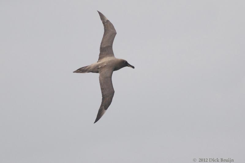 2012-04-21_18-29-36.jpg - Sooty Albatross  , Scotia Sea