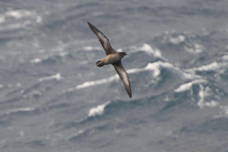 2012-04-21_18-32-00.jpg - Sooty Shearwater  , Scotia Sea