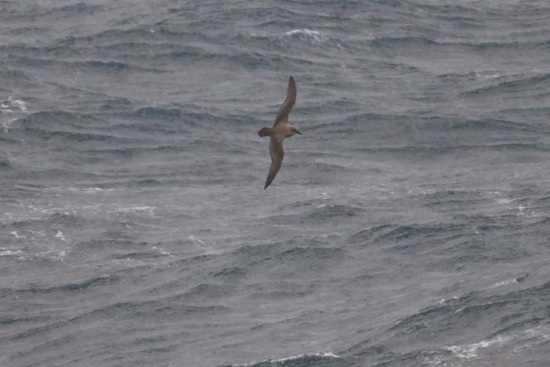 2012-04-22_18-26-52.jpg - Great-winged Albatross  , Scotia Sea