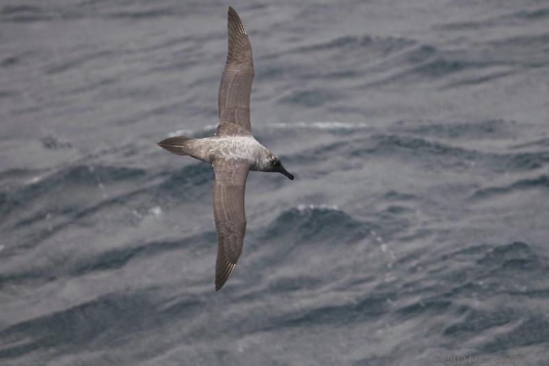 2012-04-22_18-36-28.jpg - Light-mantled Sooty Albatross  , Scotia Sea